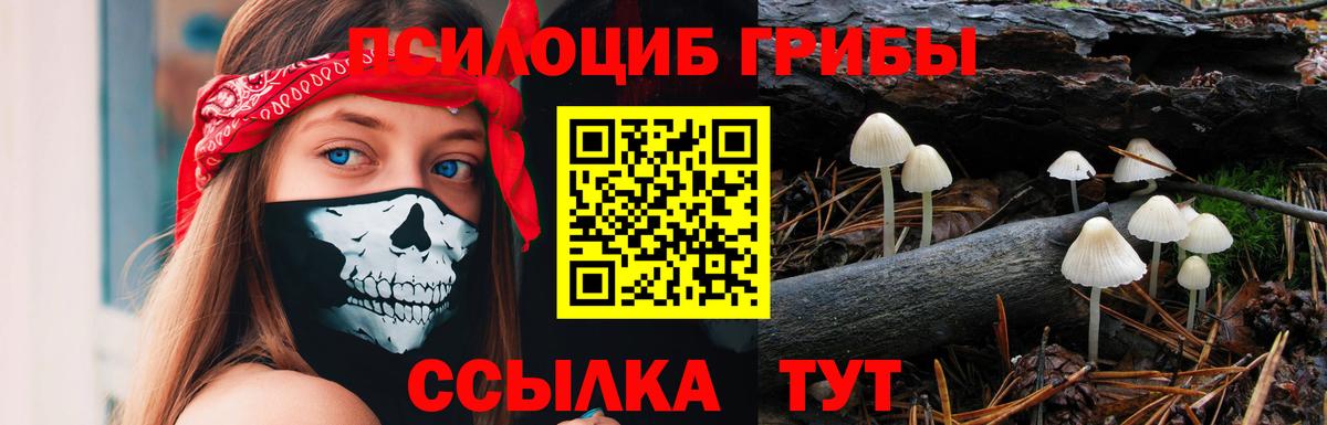 Псилоцибиновые грибы Cubensis Кандалакша